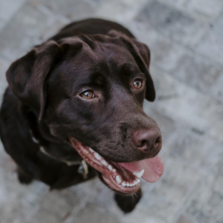 School environment for families in Lisbon, Portugal